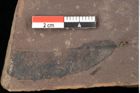 Foto (Detailsansicht) von Quercus palaeoilex Ettingshausen (NHMW-GEO-2024-0188-0860)